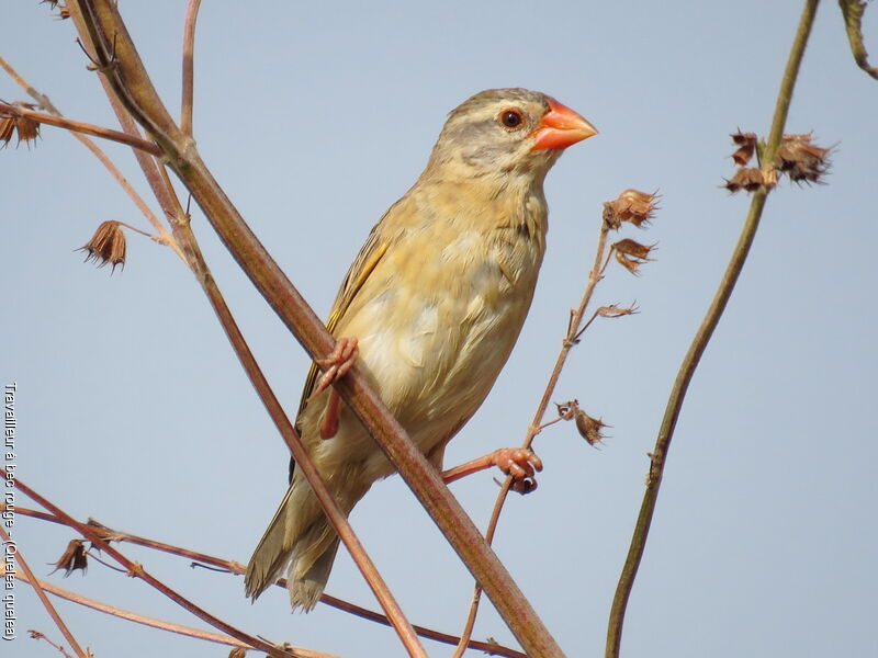 Red-billed Quelea