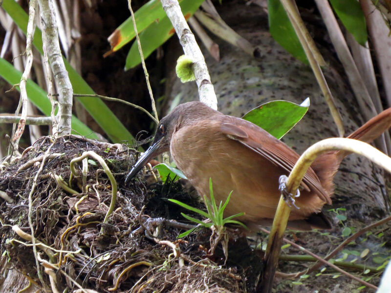 Brown Trembler