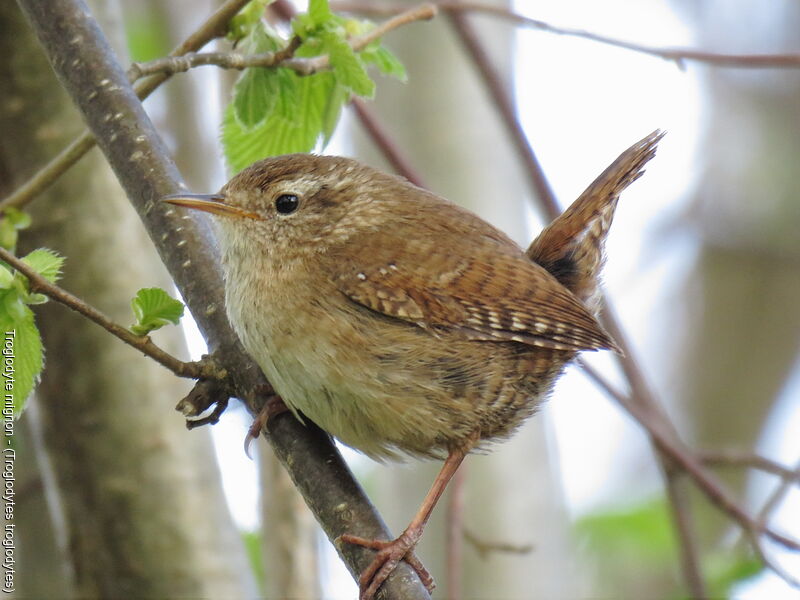 Eurasian Wren