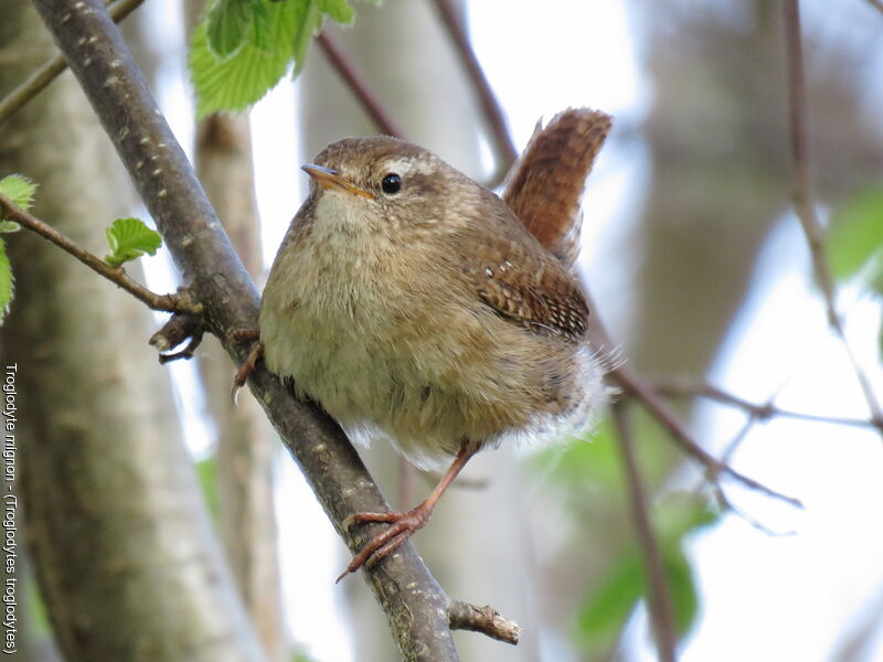 Troglodyte mignon