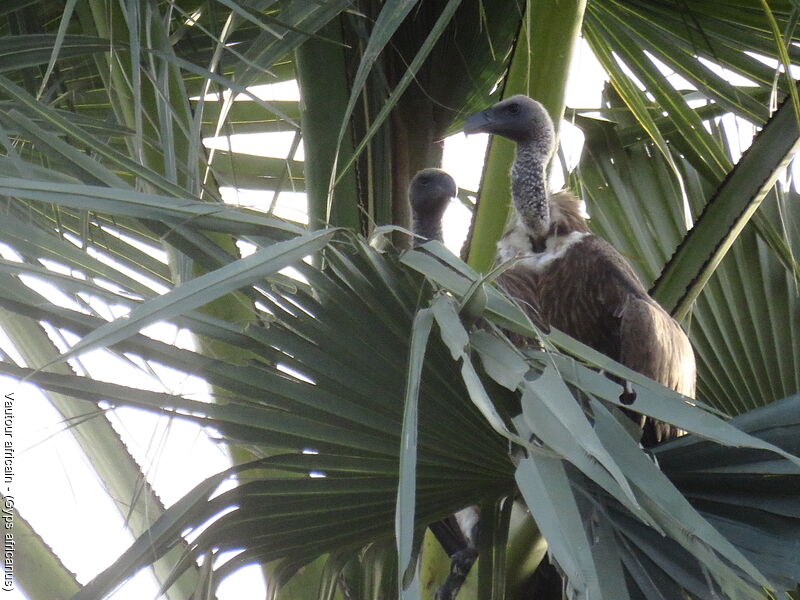 White-backed Vulture