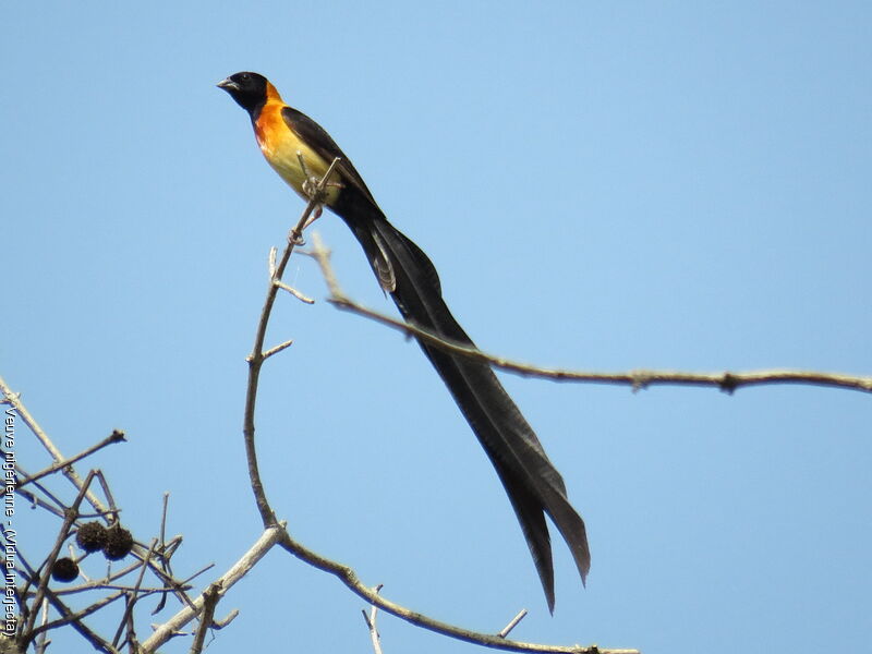 Exclamatory Paradise Whydah male