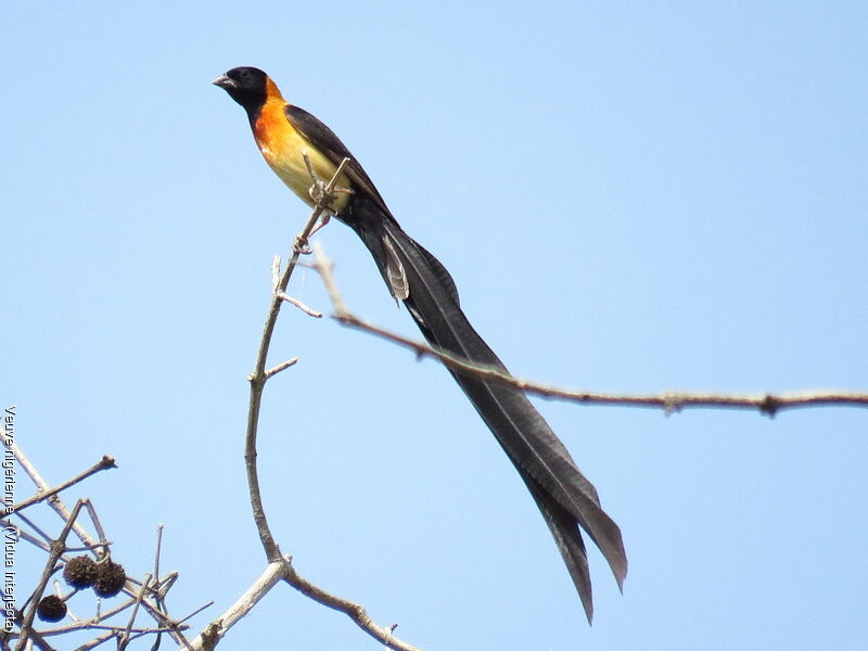 Exclamatory Paradise Whydah male