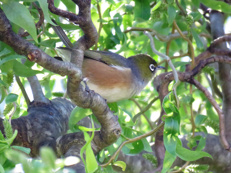 Silvereye