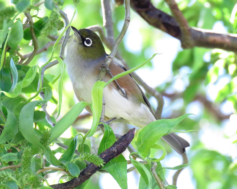 Silvereye