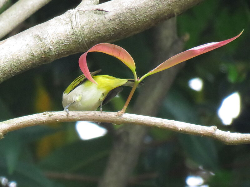 Swinhoe's White-eye