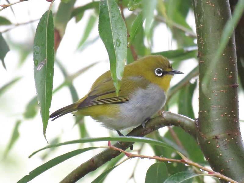 Swinhoe's White-eye