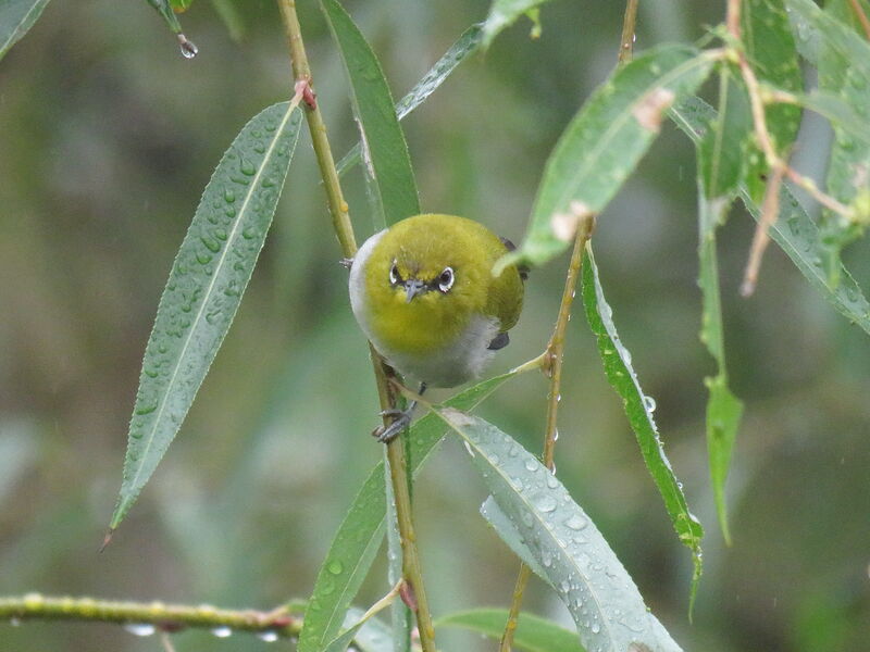 Zostérops de Swinhoe