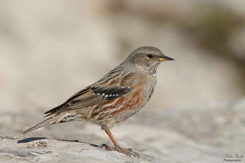 Accenteur alpinadulte internuptial, identification