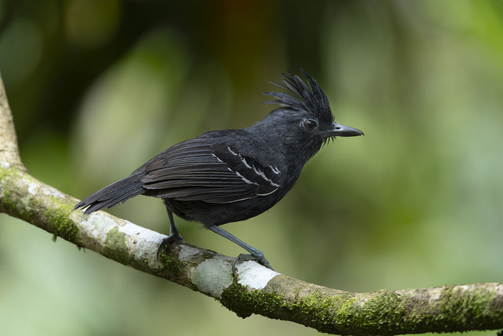Alapi à huppe rousse - Alapi huppé<br /> mâle adulte, identification, composition
