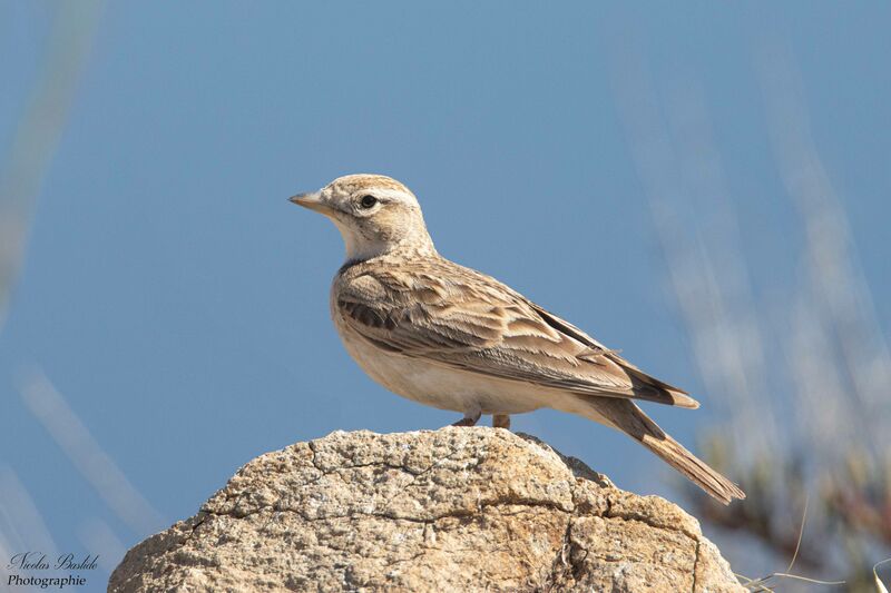 Alouette calandrelleadulte transition, identification, composition