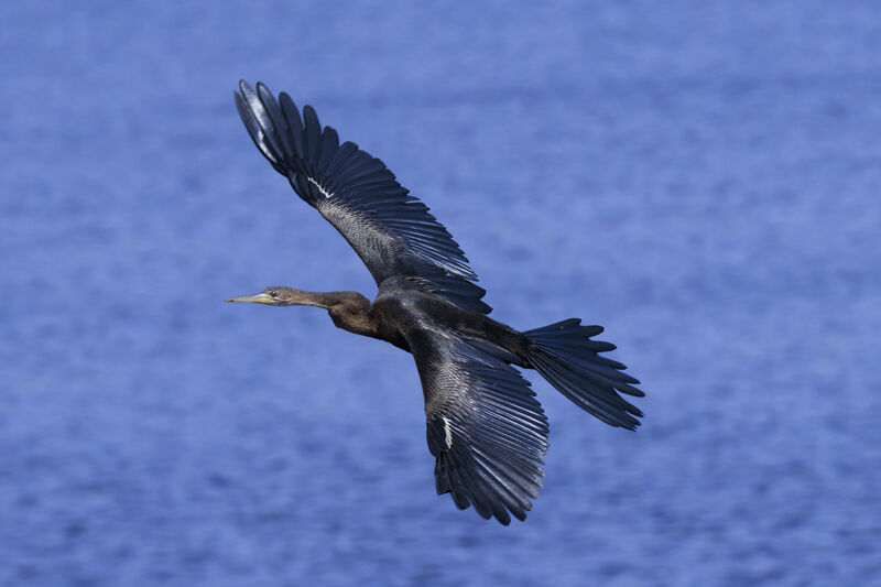 Anhinga d'Afrique