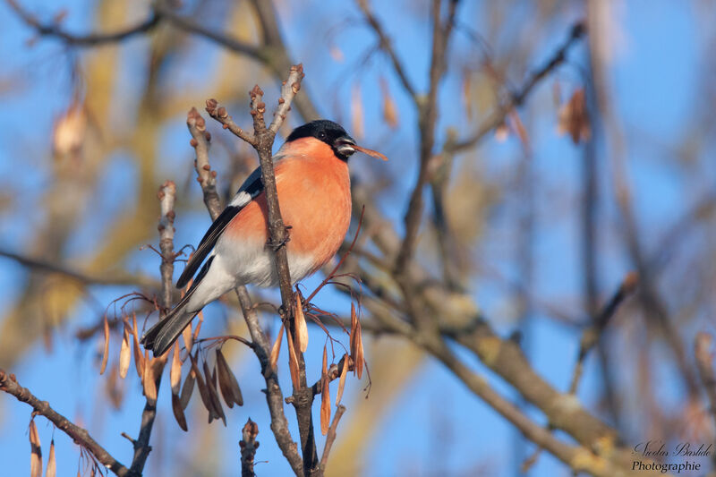 Eurasian Bullfinch male adult post breeding, identification, eats