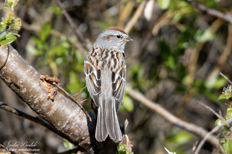 Bruant hudsonienadulte, identification, composition