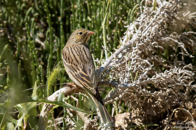 Bruant ortolan femelle adulte transition, identification