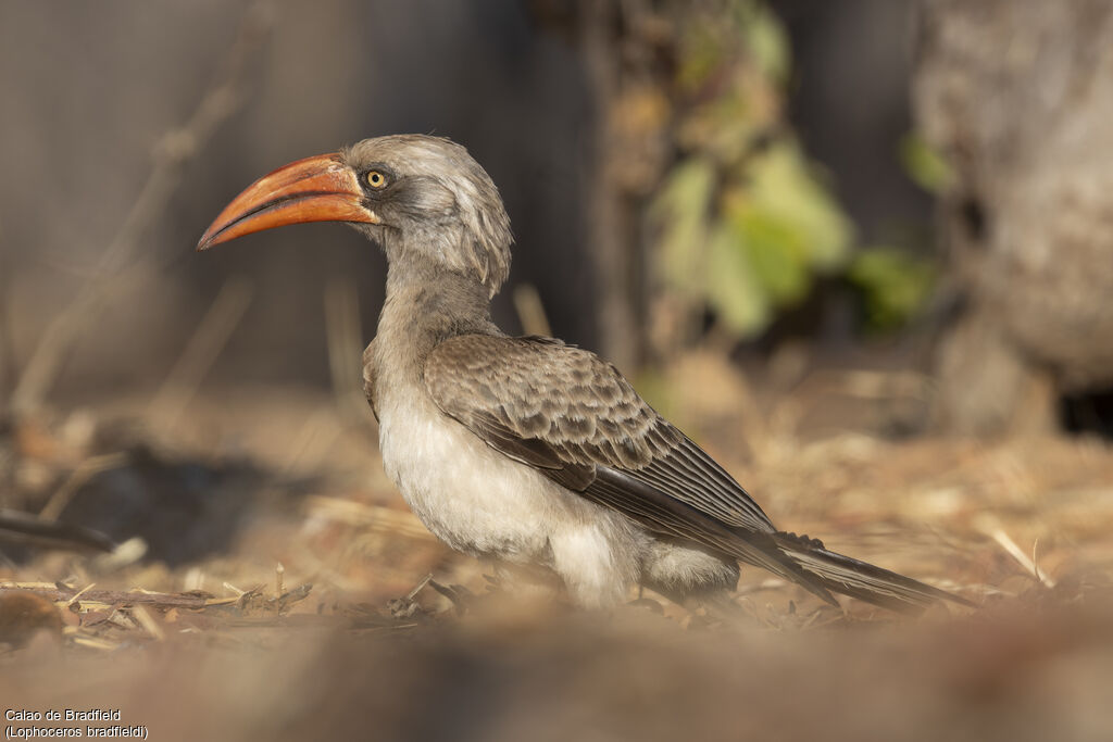 Calao de Bradfieldadulte, identification