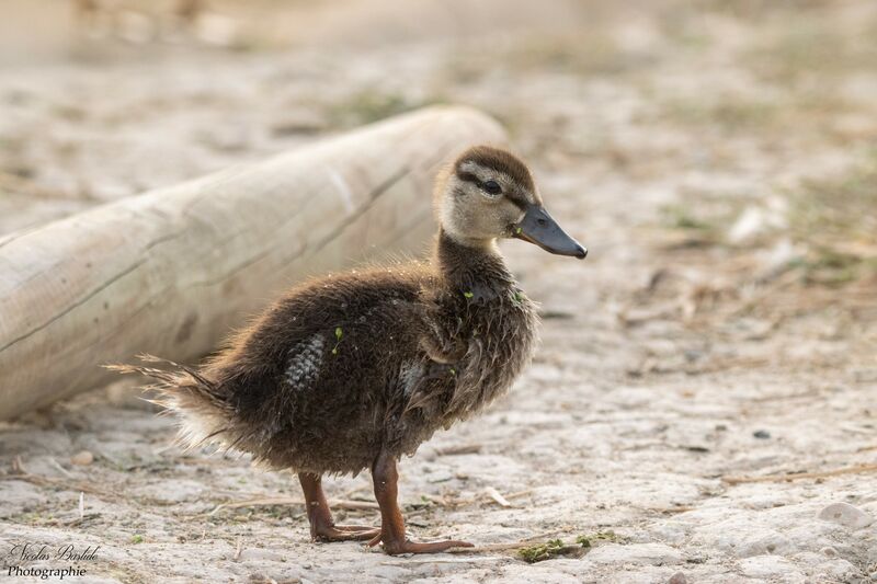 Canard colvertPoussin, identification, composition