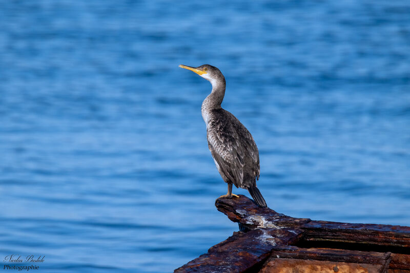 Cormoran huppéimmature, identification, composition