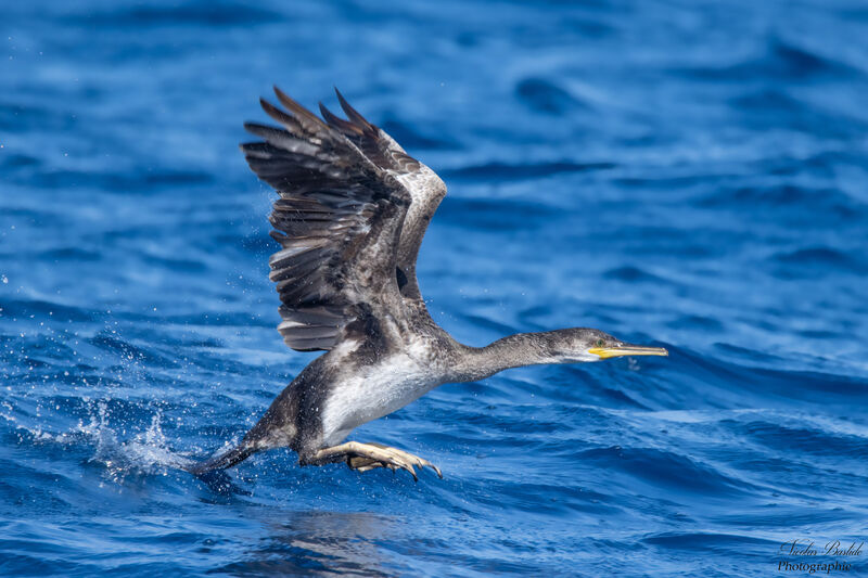 Cormoran huppéimmature, Vol