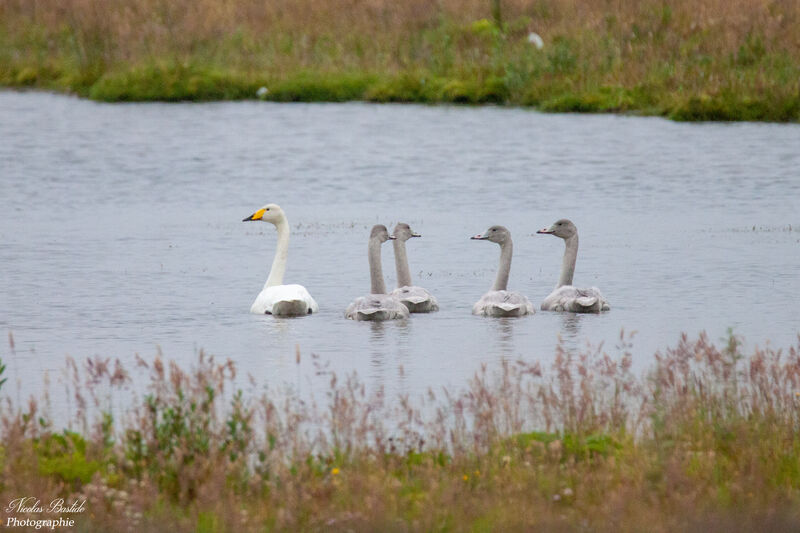 Cygne chanteur