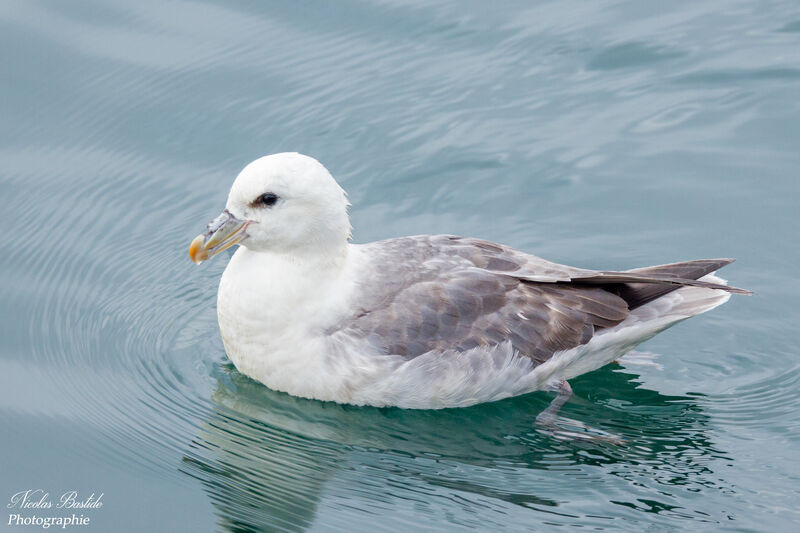 Fulmar boréal