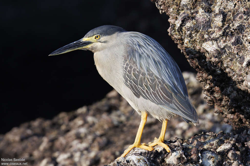 Héron des mangrovesadulte, identification, pigmentation