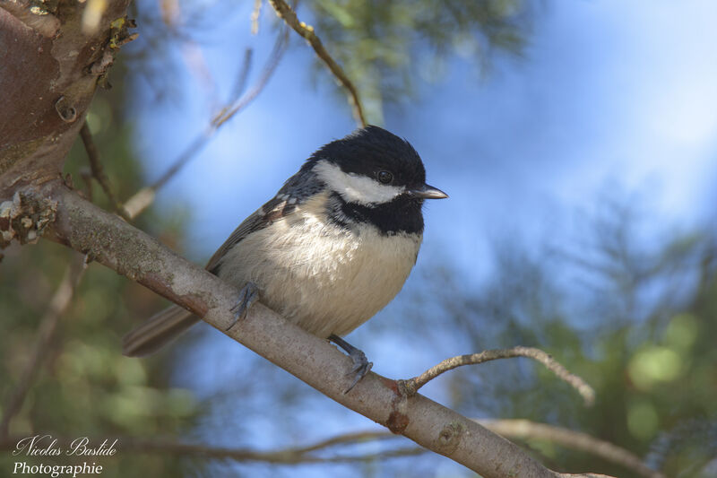 Mésange noireadulte