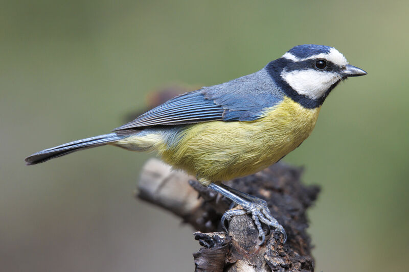 Mésange nord-africaine