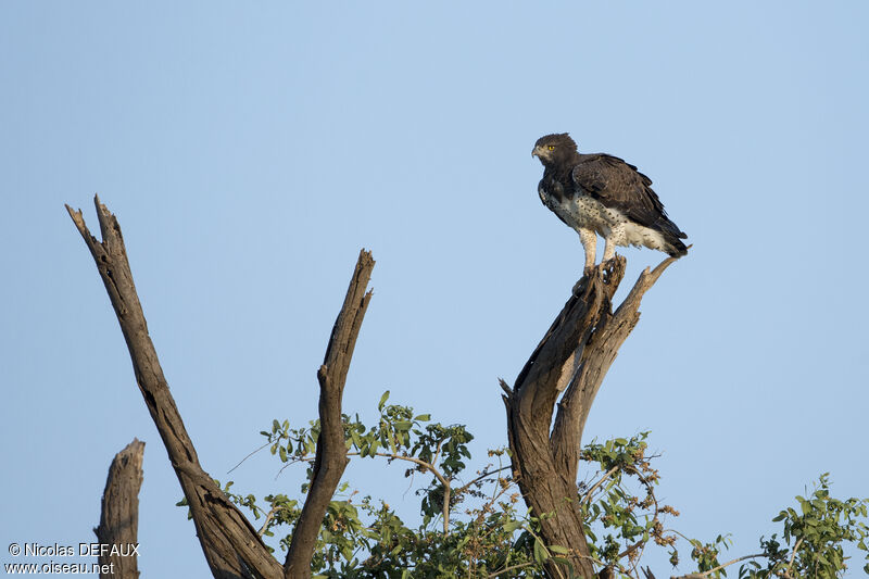 Aigle martialadulte, identification