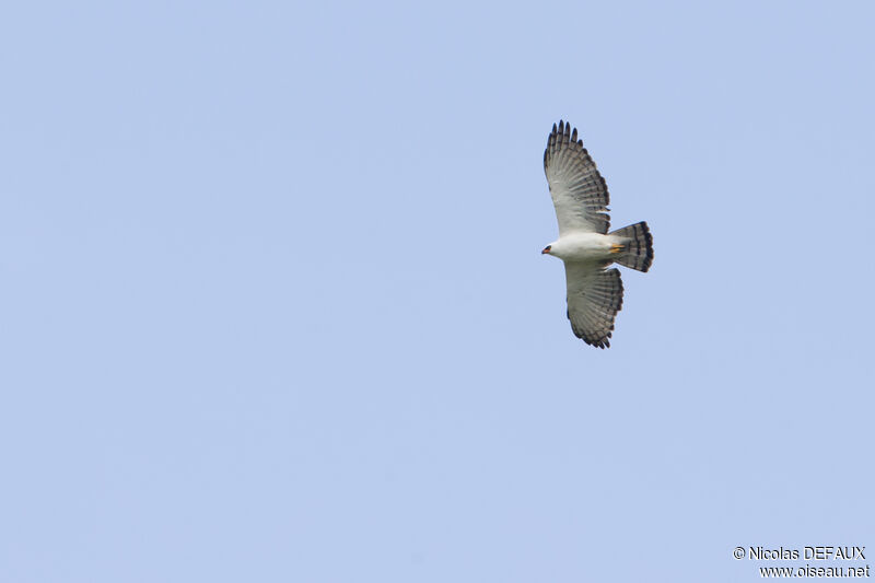 Aigle noir et blanc