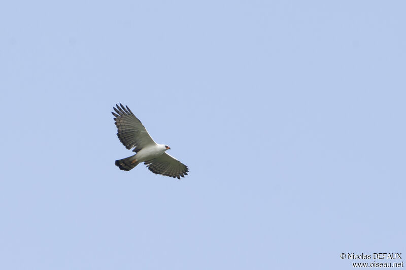 Black-and-white Hawk-Eagle