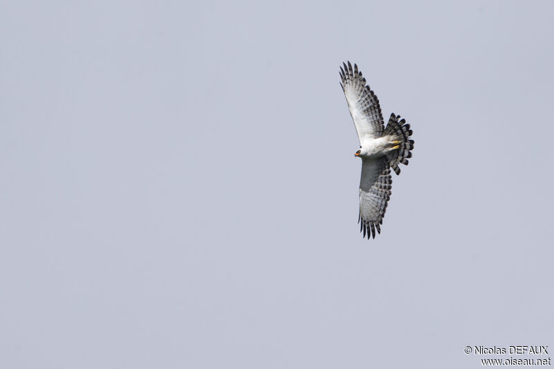 Aigle noir et blancadulte, Vol