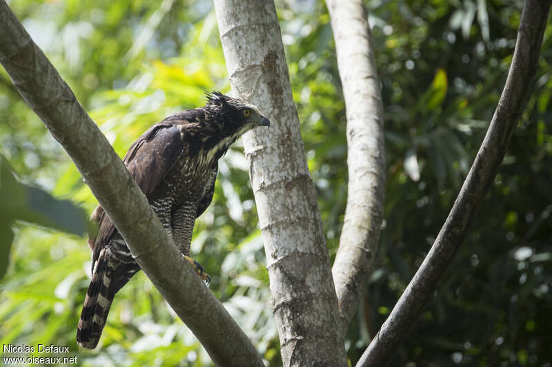 Black Hawk-Eagleimmature, identification