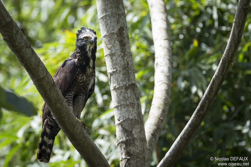 Black Hawk-Eagle