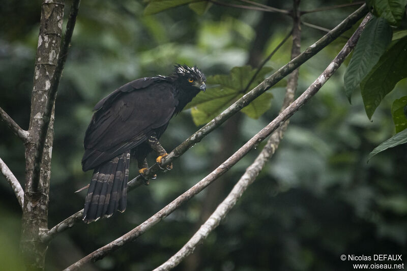 Black Hawk-Eagle, close-up portrait