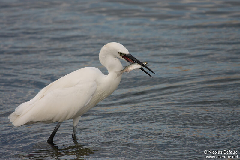 Aigrette garzette