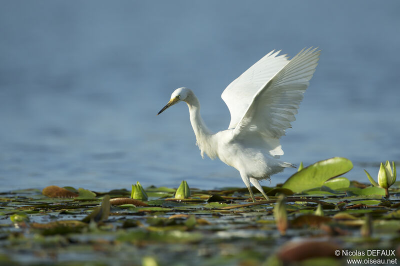 Aigrette neigeuse