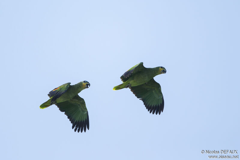 Orange-winged Amazon, Flight