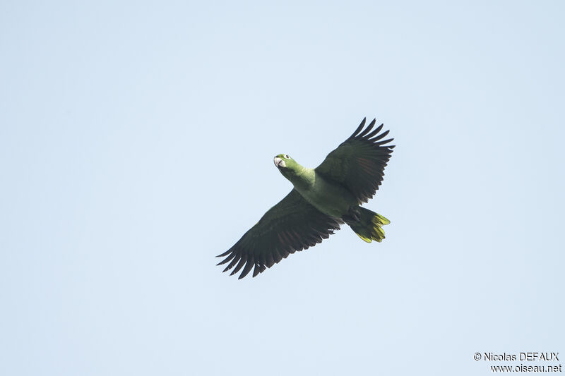 Amazone poudrée, Vol