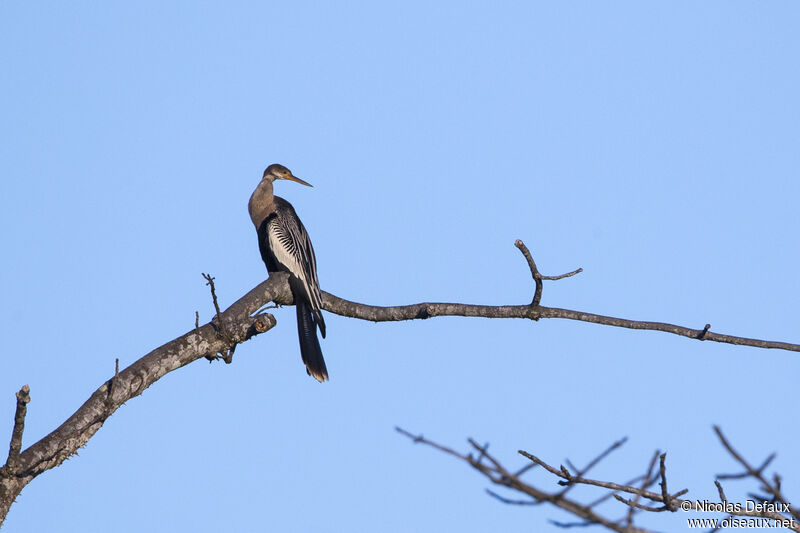 Anhinga d'Amérique