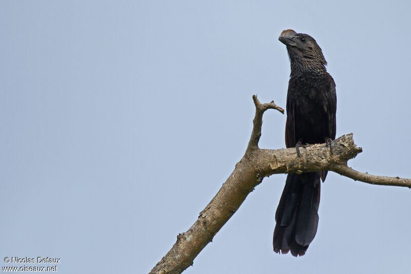 Smooth-billed Ani