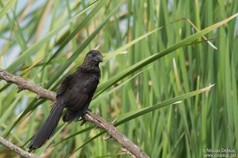 Smooth-billed Ani