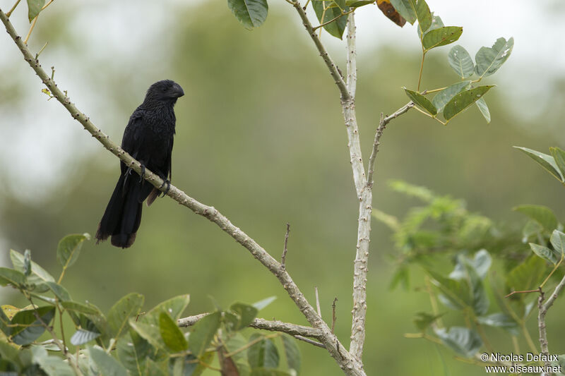 Smooth-billed Ani