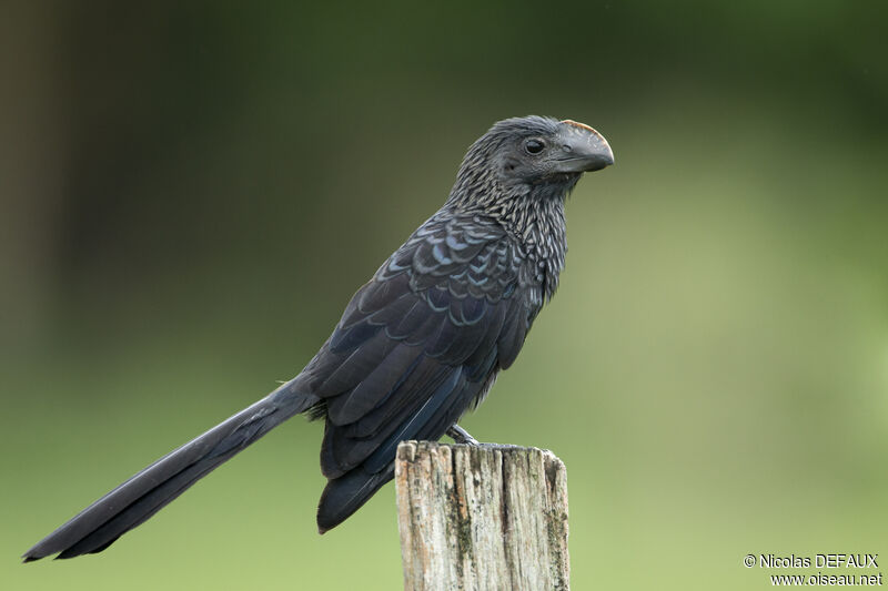 Smooth-billed Aniadult, close-up portrait