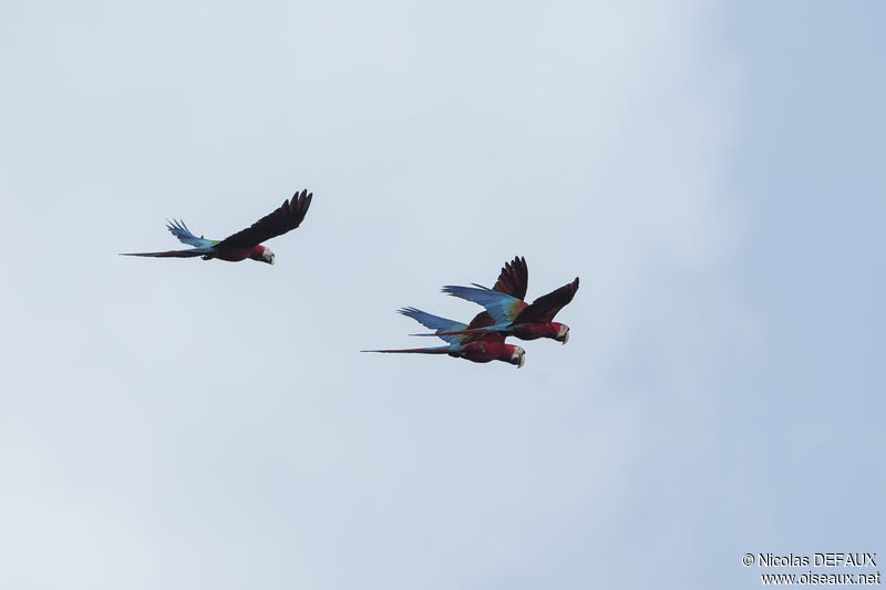 Red-and-green Macaw, Flight