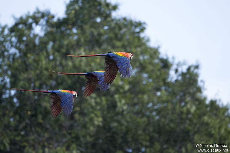 Scarlet Macaw, Flight