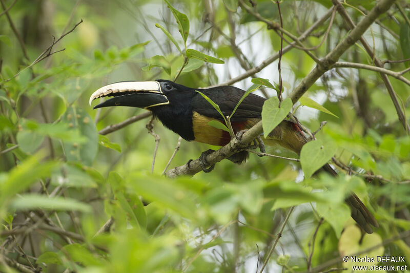 Black-necked Aracari