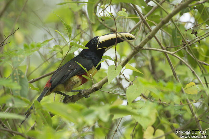 Black-necked Aracari