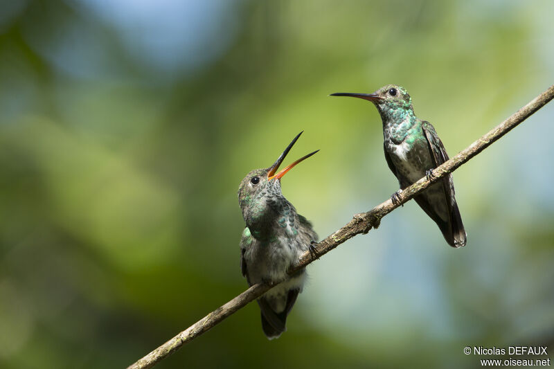 Glittering-throated Emerald