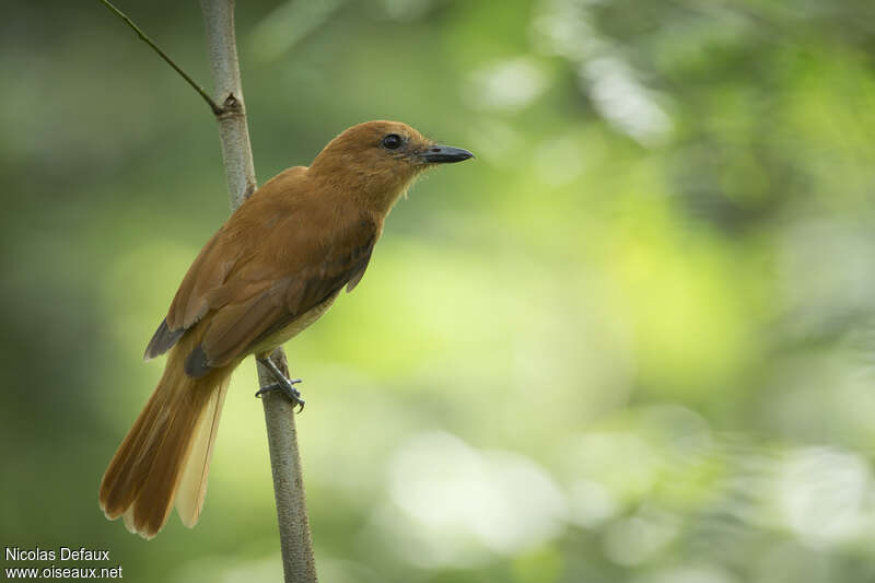 Cinnamon Attilaadult, identification